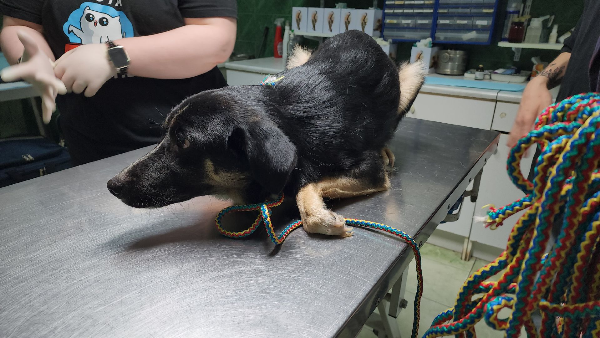 Животные, Лобня, волонтеры,