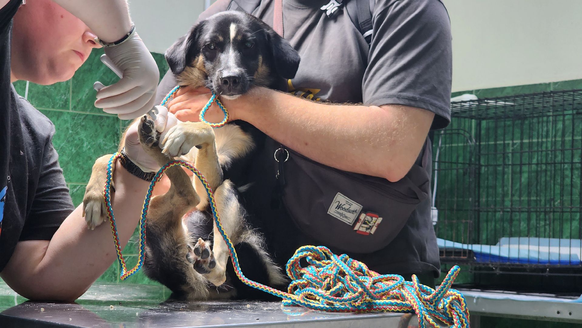 Животные, Лобня, волонтеры,