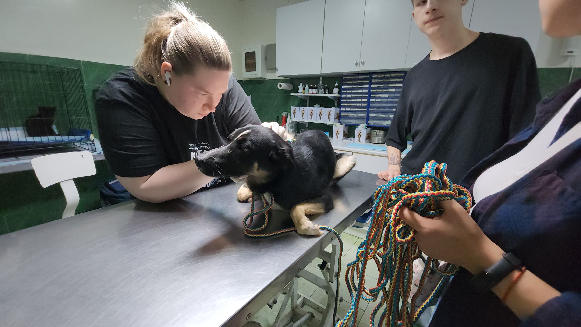 Животные, Лобня, волонтеры,