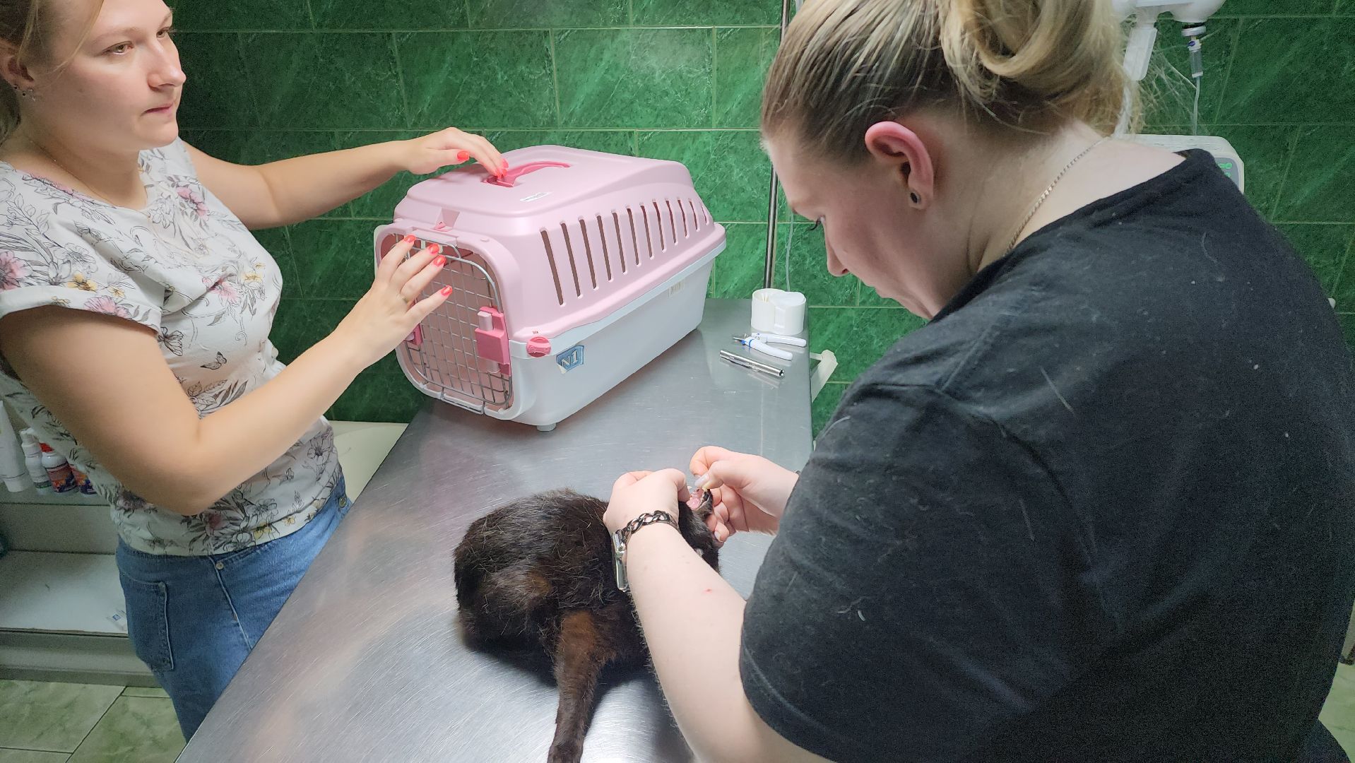 Животные, Лобня, волонтеры,