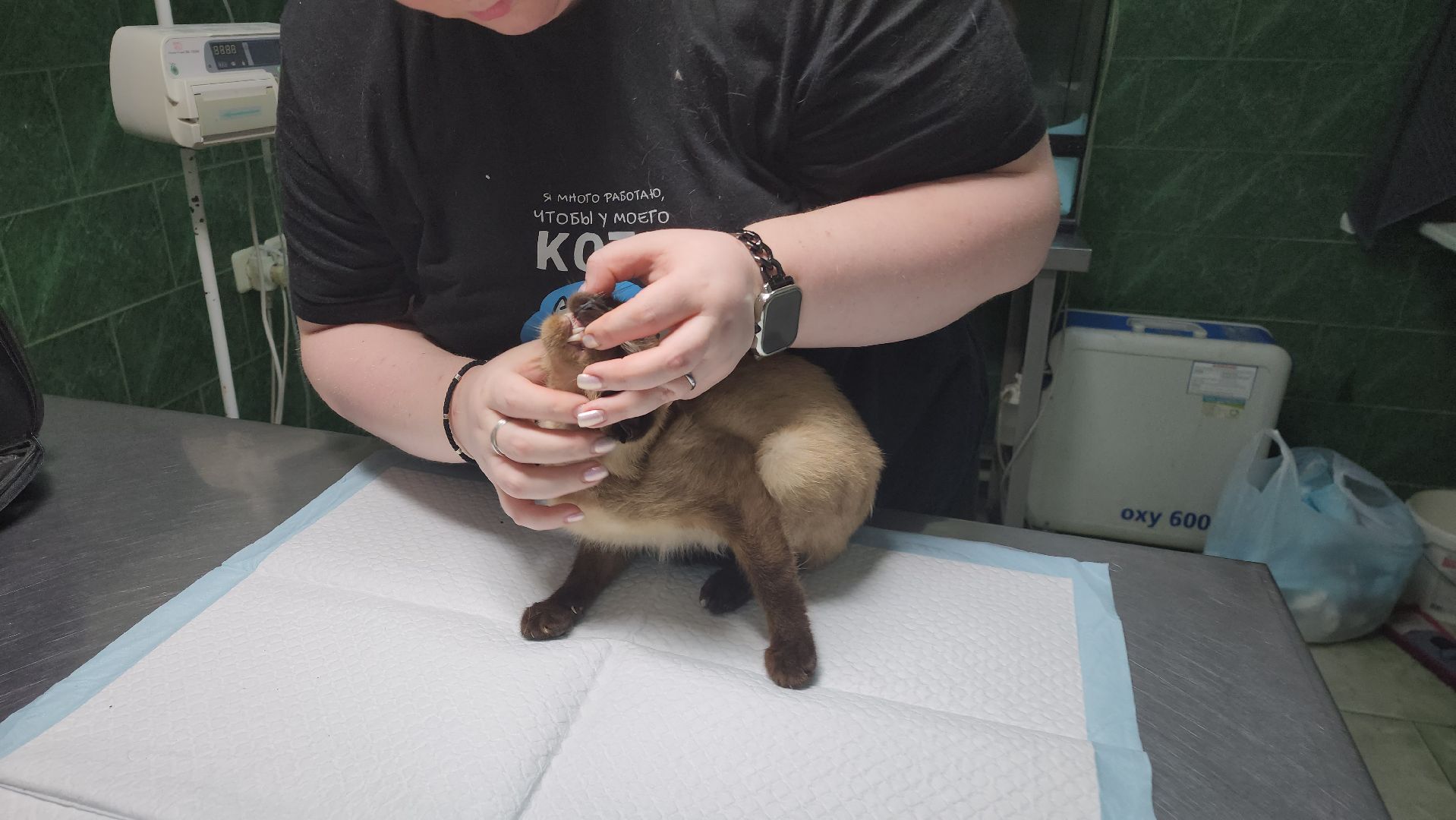 Животные, Лобня, волонтеры,