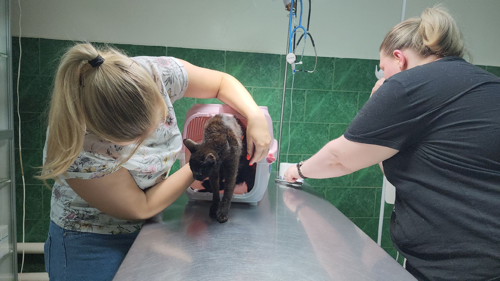 Животные, Лобня, волонтеры,