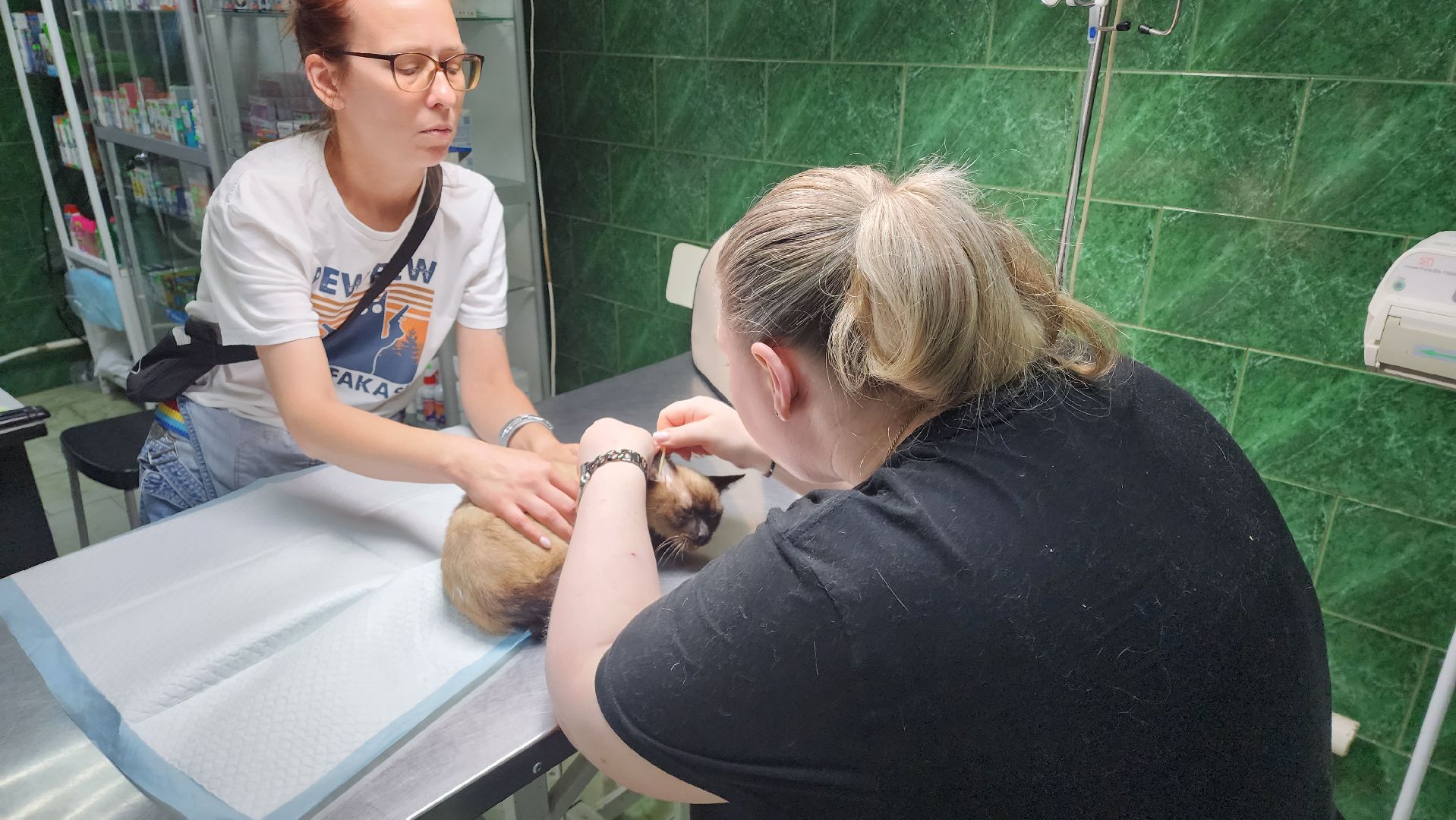 Животные, Лобня, волонтеры,