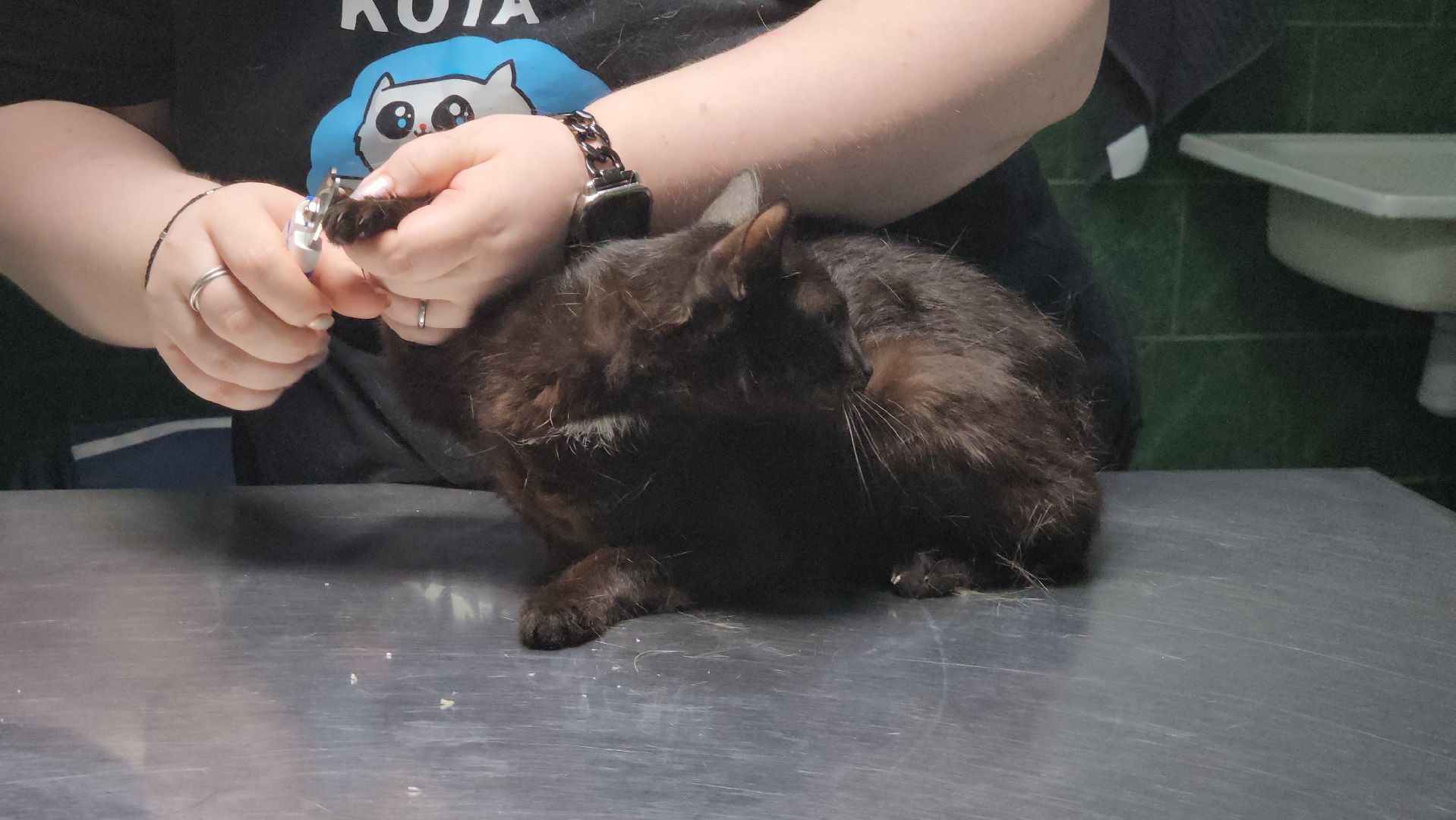 Животные, Лобня, волонтеры,