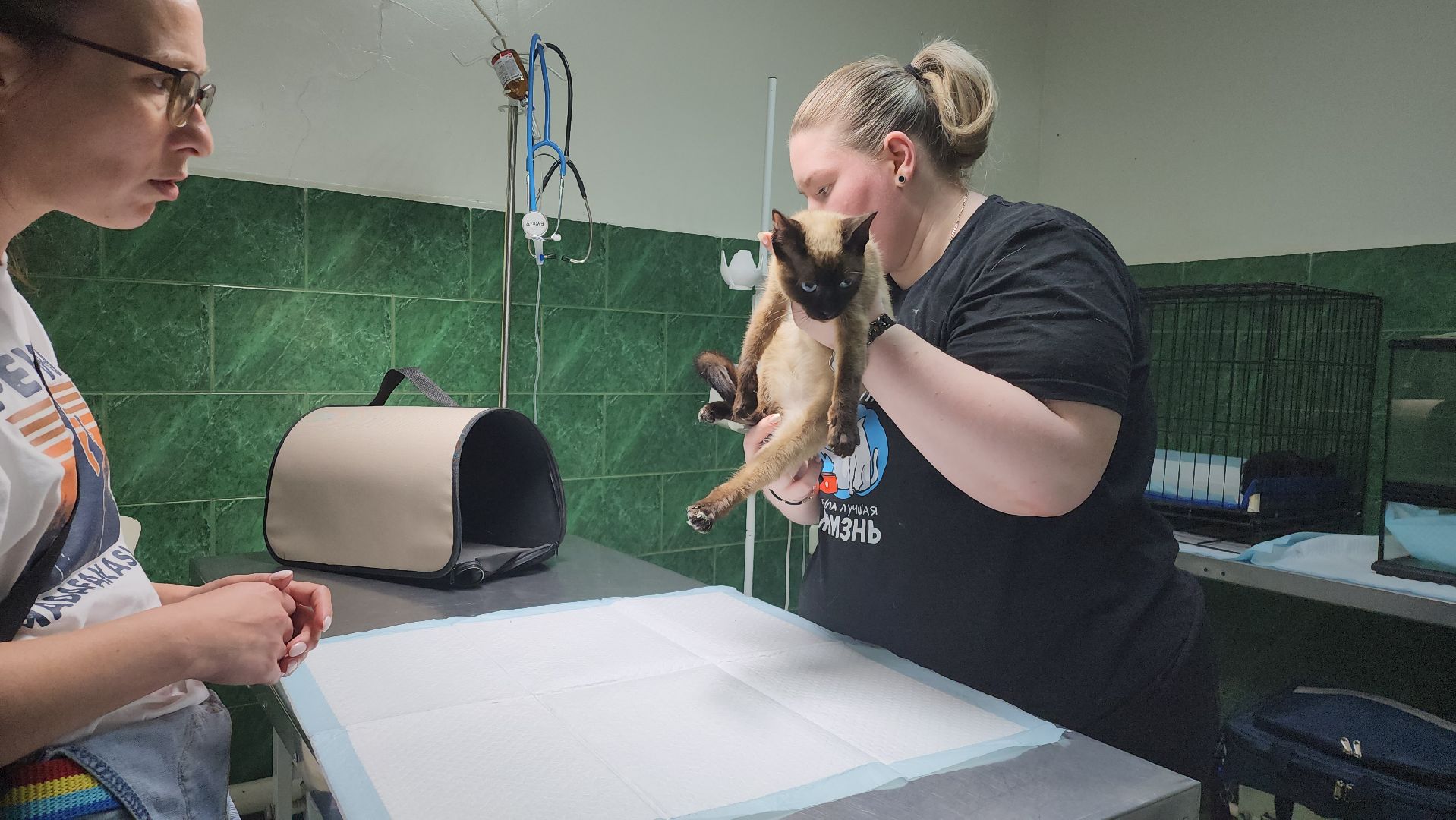 Животные, Лобня, волонтеры,