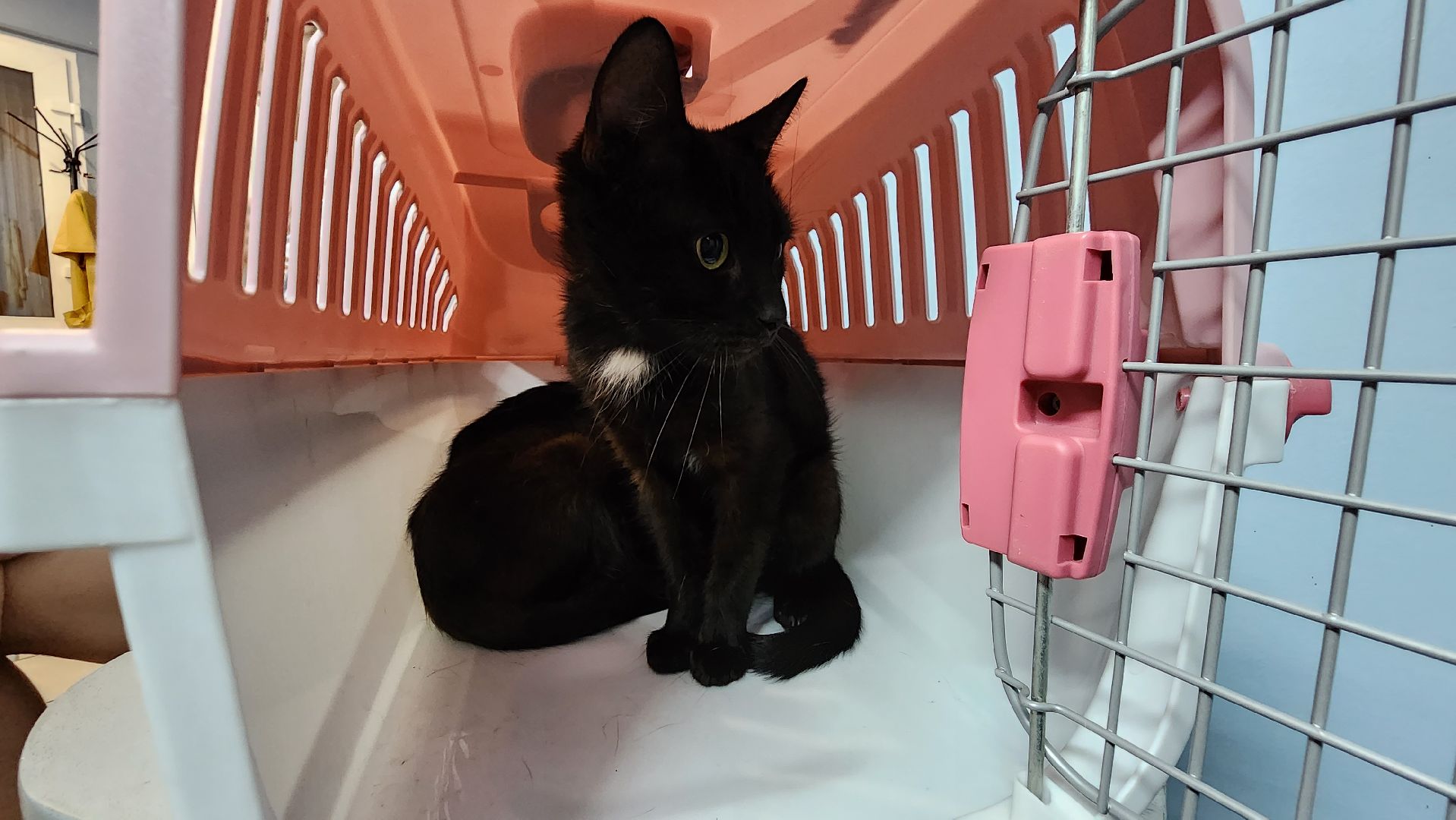 Животные, Лобня, волонтеры,