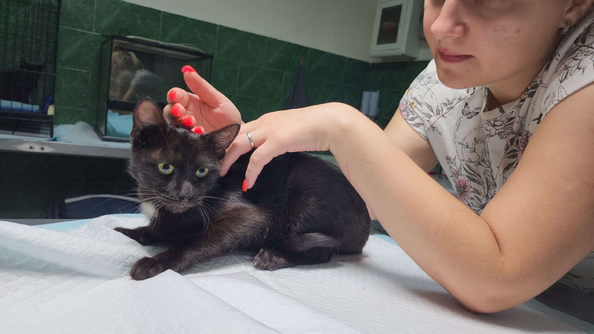 Животные, Лобня, волонтеры,