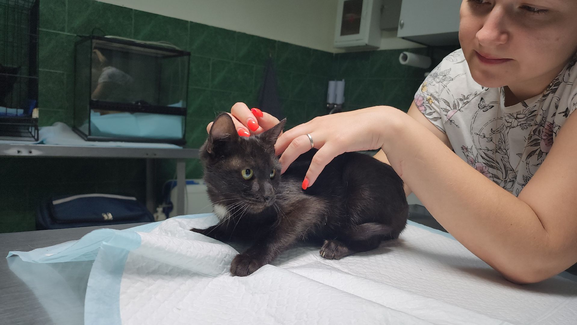 Животные, Лобня, волонтеры,