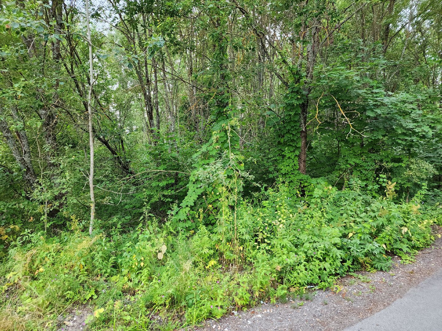 Чехов, село Дубна, выездная администрация, благоустройство, зона отдыха, лесопарк, глава администрации го Чехов Михаил Собакин,