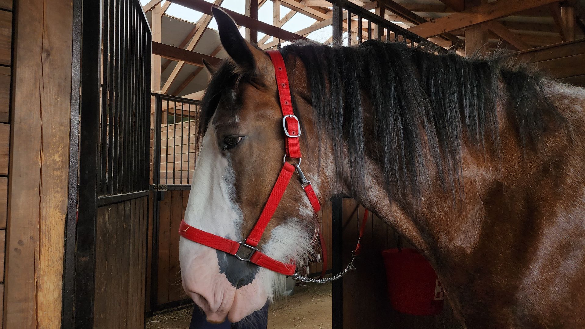 Иваново поле, конный фестиваль, конное шоу, село Ивановское, городской округ Черноголовка,