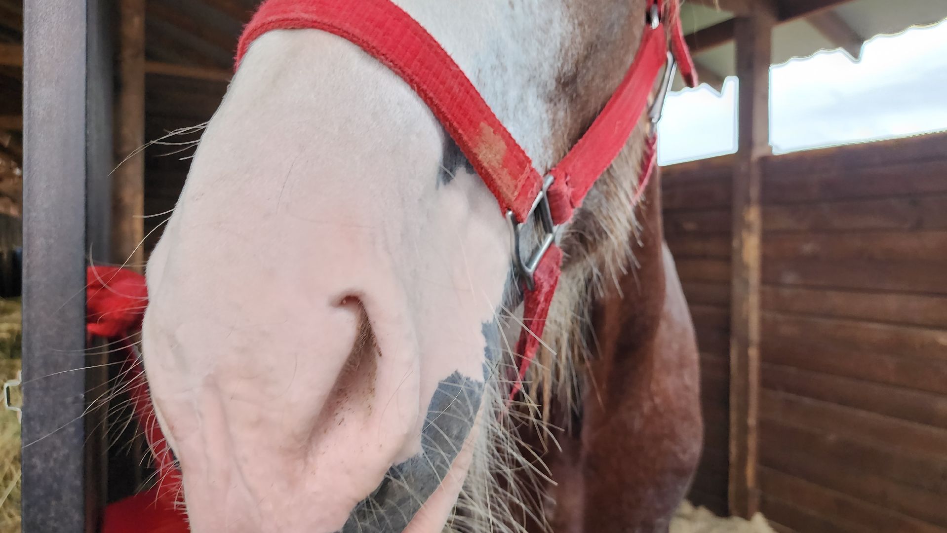 Иваново поле, конный фестиваль, конное шоу, село Ивановское, городской округ Черноголовка,