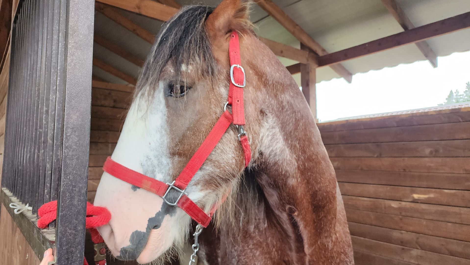 Иваново поле, конный фестиваль, конное шоу, село Ивановское, городской округ Черноголовка,