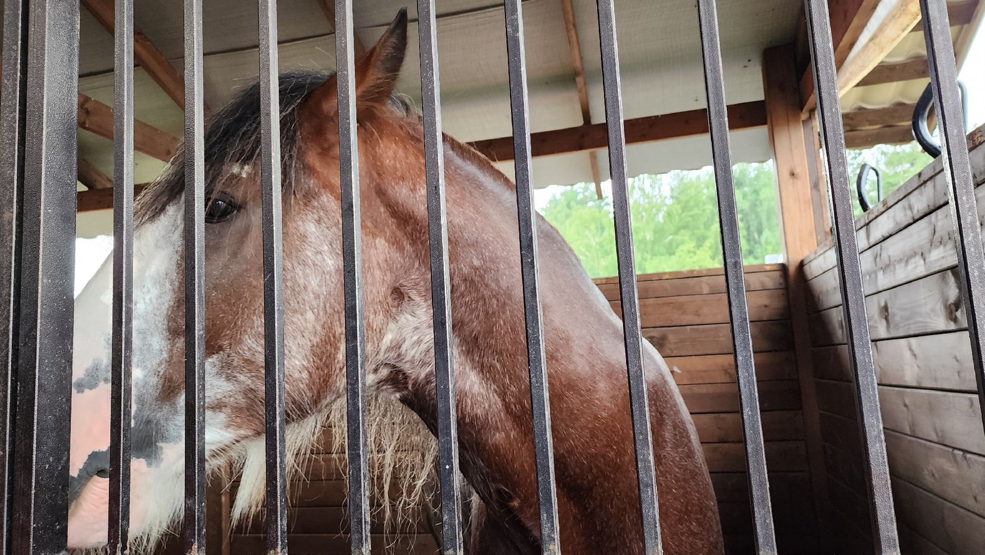 Иваново поле, конный фестиваль, конное шоу, село Ивановское, городской округ Черноголовка,