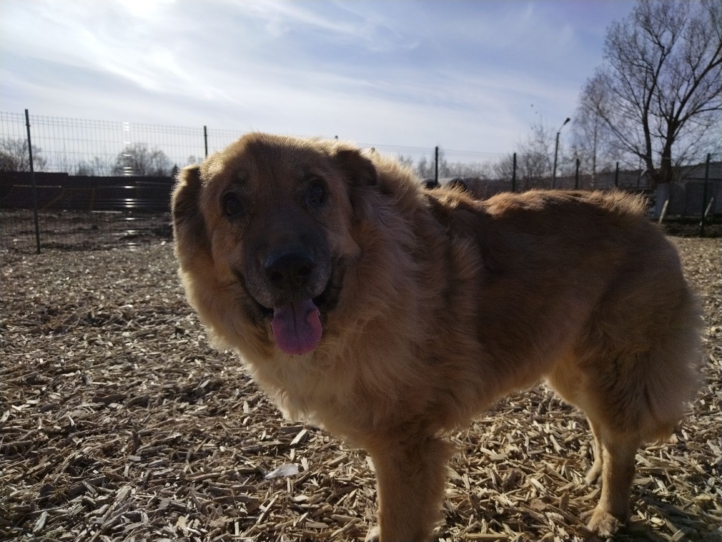 Собаки, животные, Мытищи, площадка для выгула, перемены