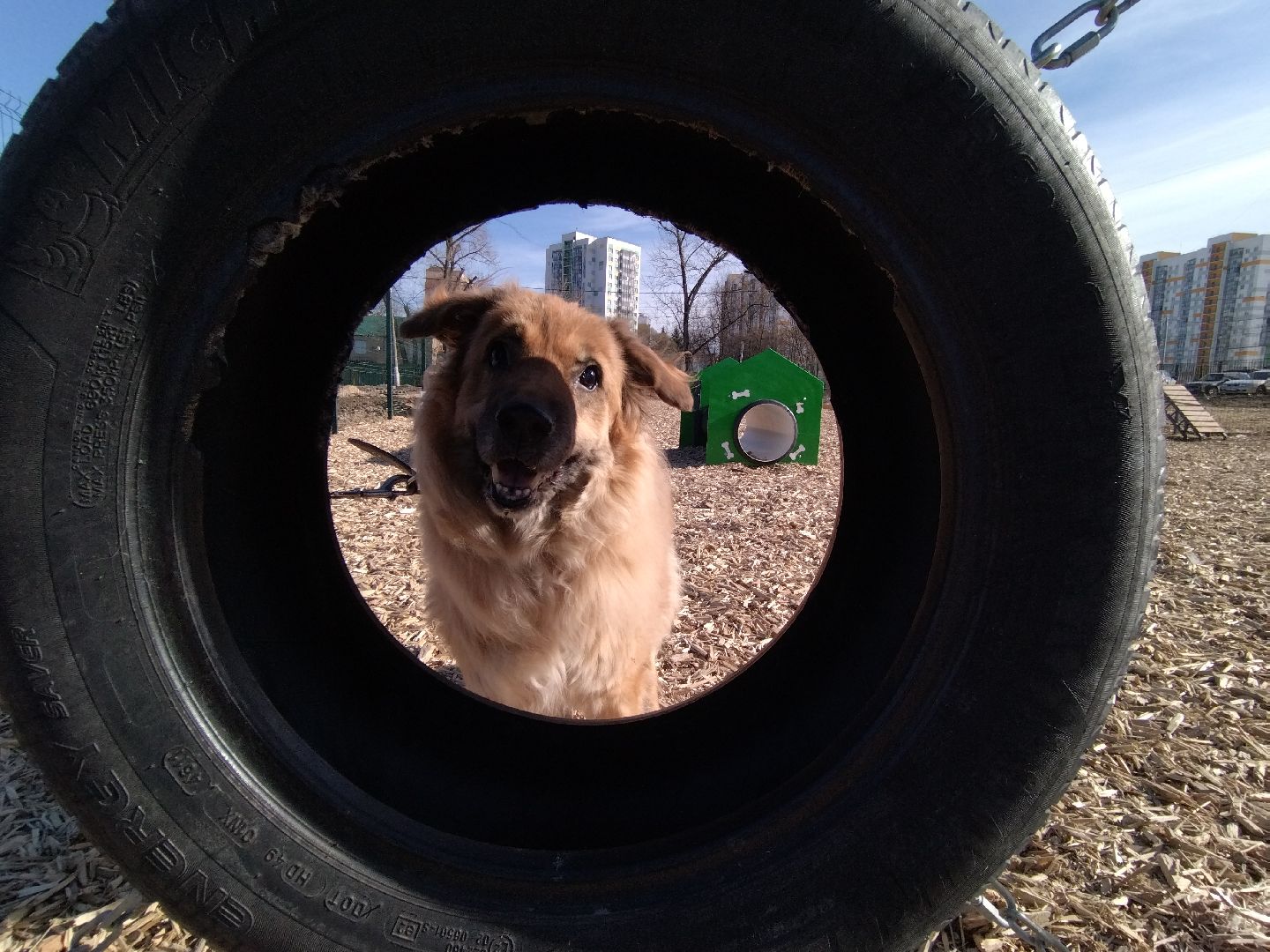 Собаки, животные, Мытищи, площадка для выгула, перемены