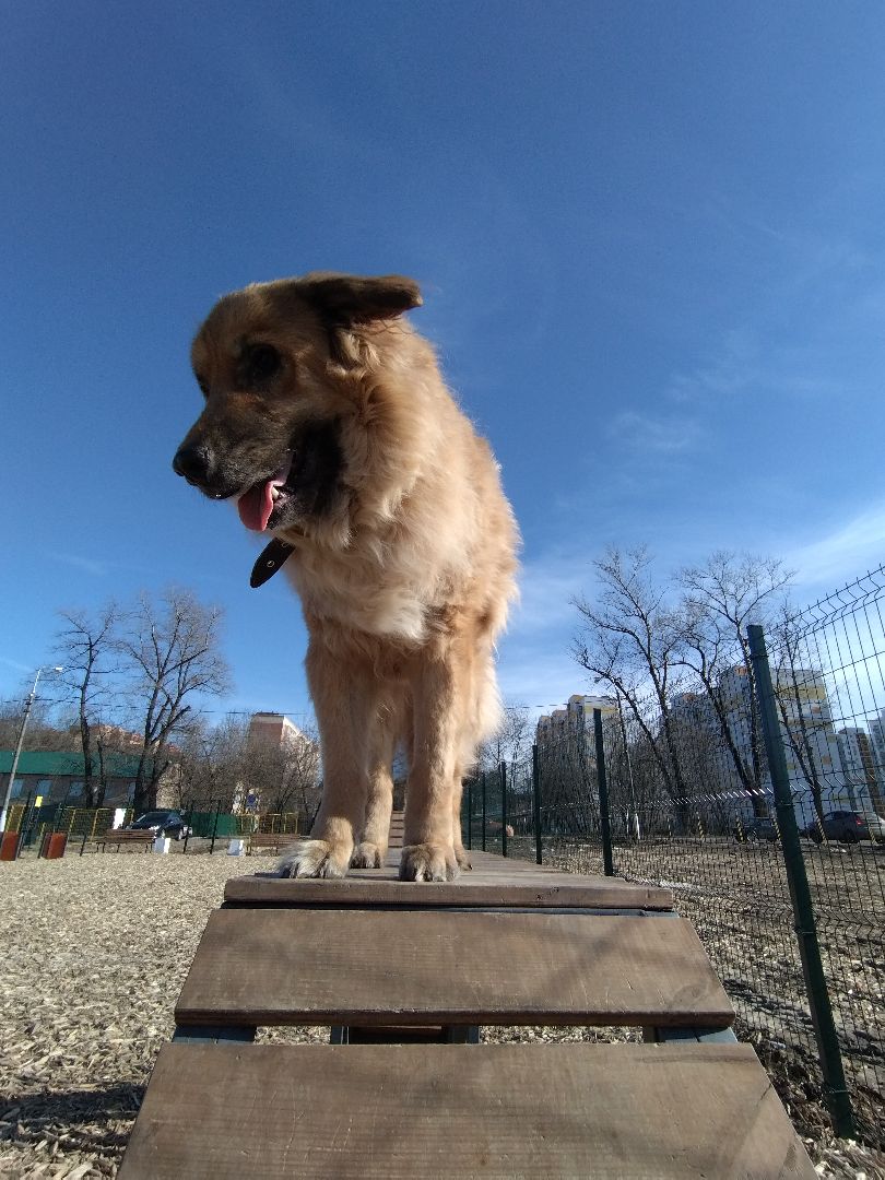 Собаки, животные, Мытищи, площадка для выгула, перемены