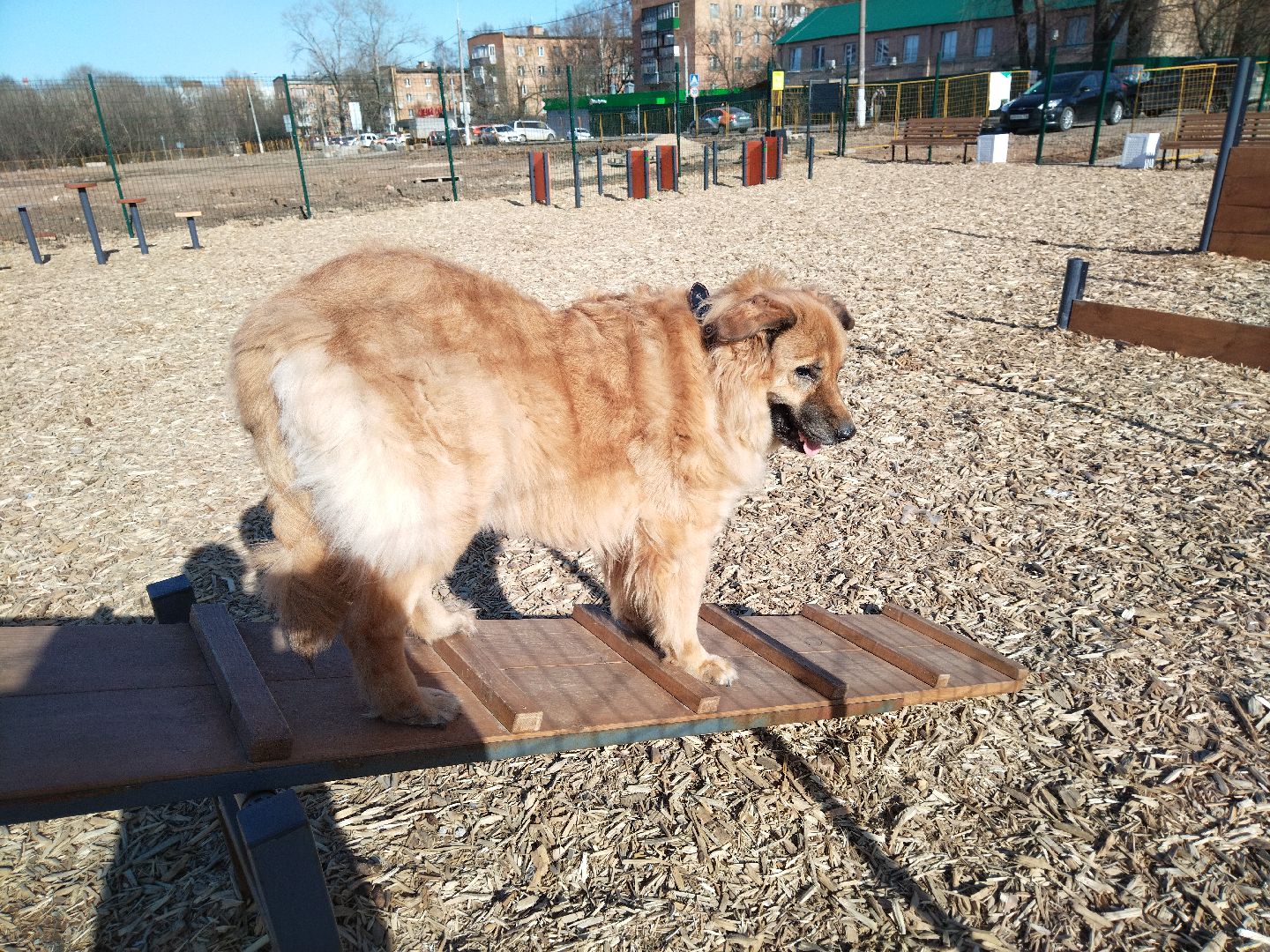 Собаки, животные, Мытищи, площадка для выгула, перемены