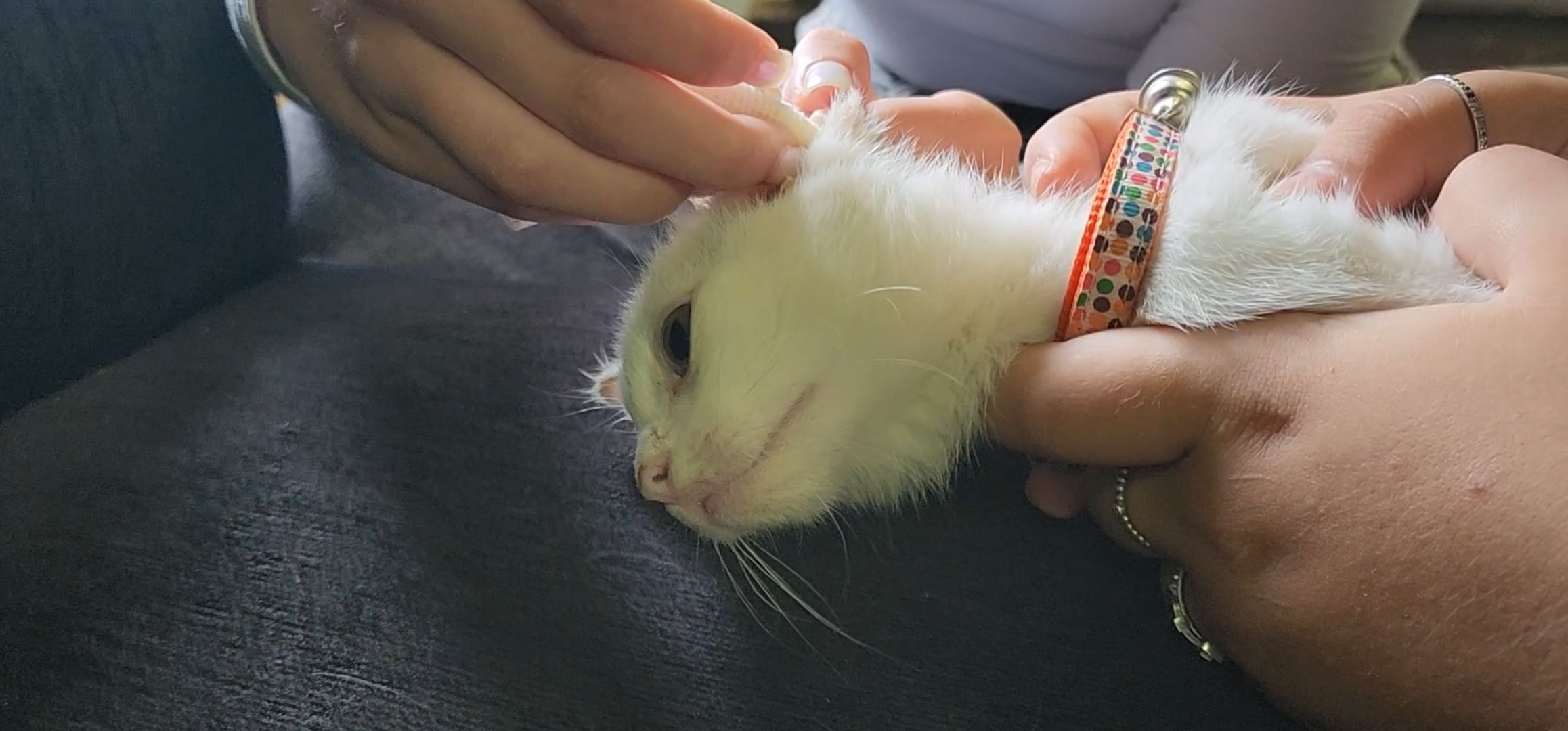 Кашира, молодая гвардия, волонтеры, спасение бездомных животных, кошка, гетерохромия, глухота, штаб мгер,