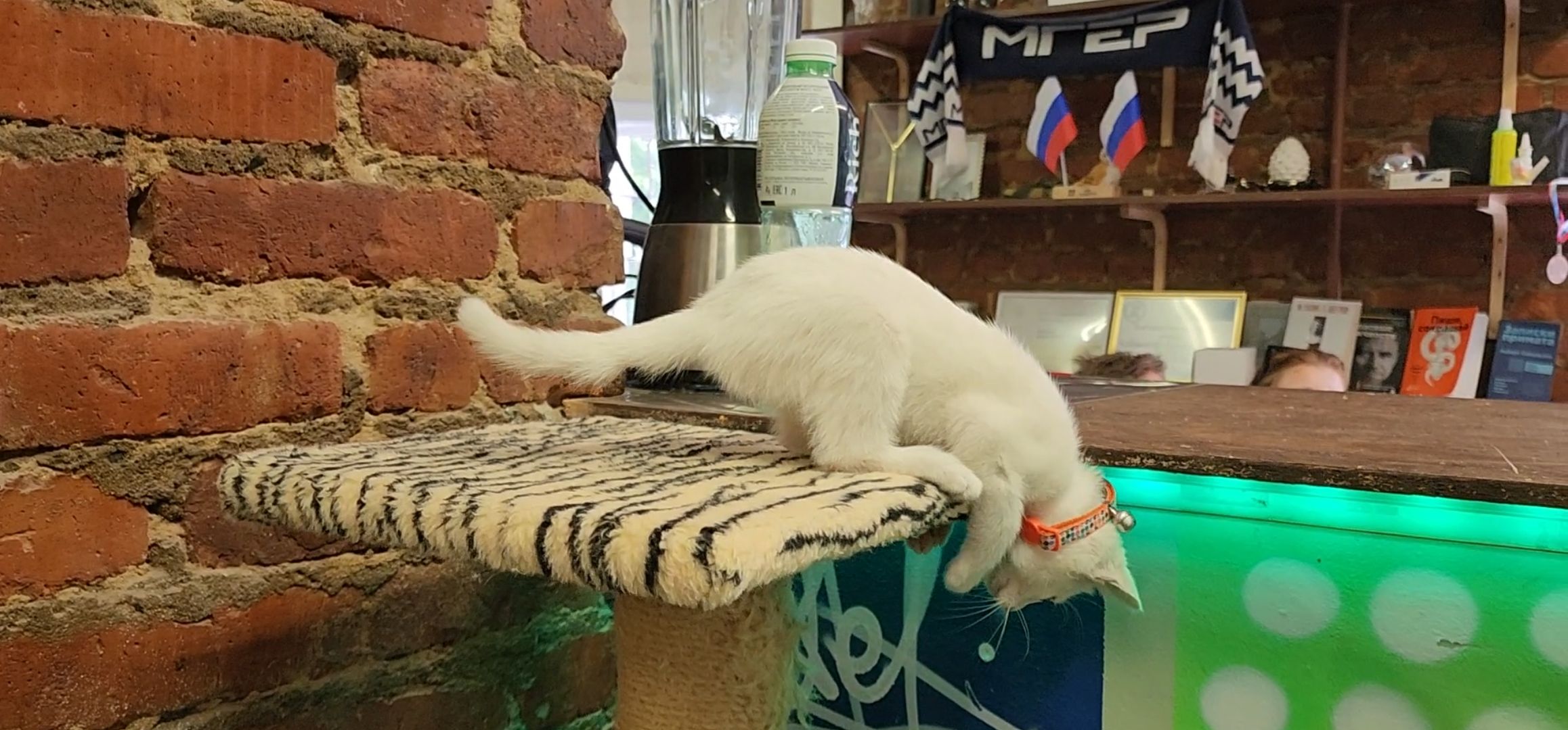 Кашира, молодая гвардия, волонтеры, спасение бездомных животных, кошка, гетерохромия, глухота, штаб мгер,