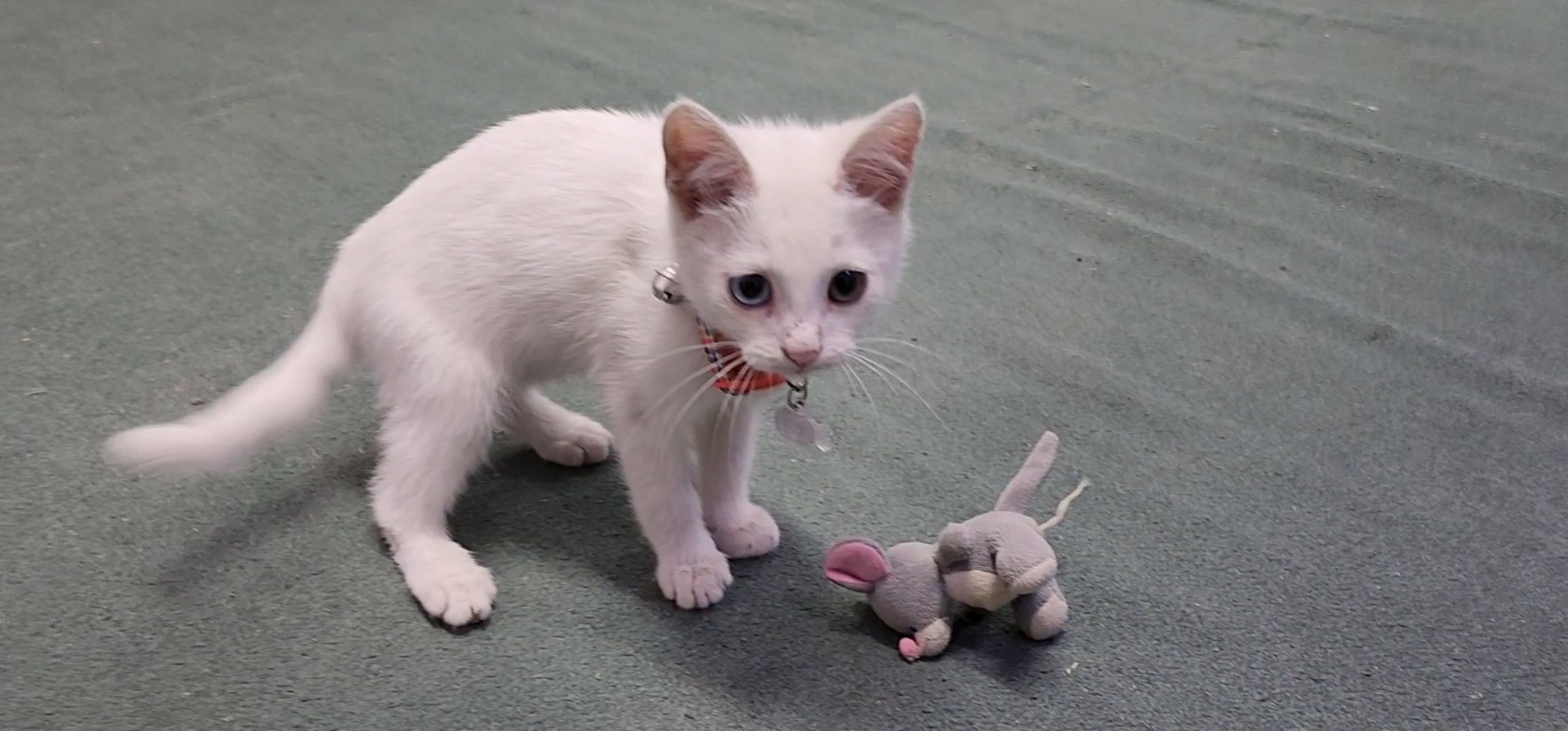 Кашира, молодая гвардия, волонтеры, спасение бездомных животных, кошка, гетерохромия, глухота, штаб мгер,