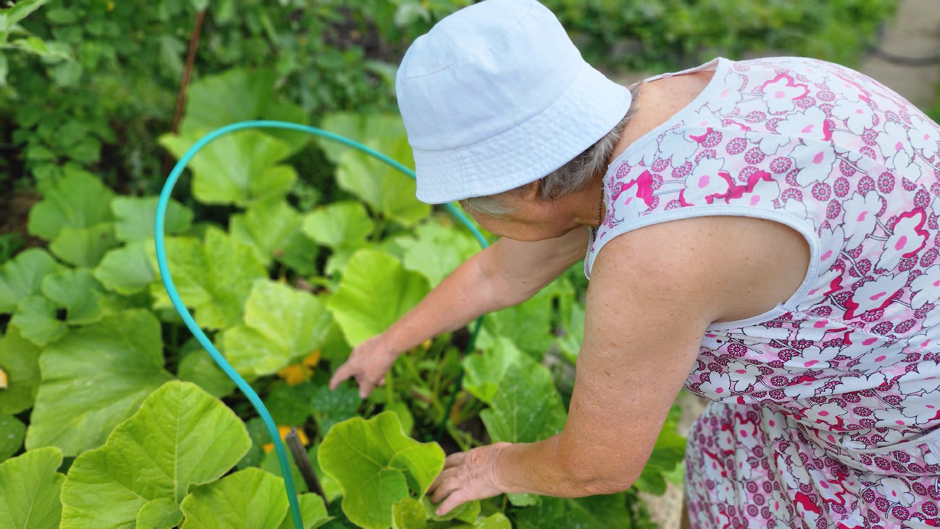 День дачника, огород, урожай, Домодедово,