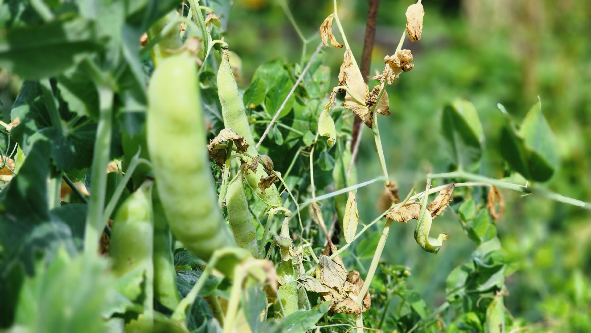 День дачника, огород, урожай, Домодедово,