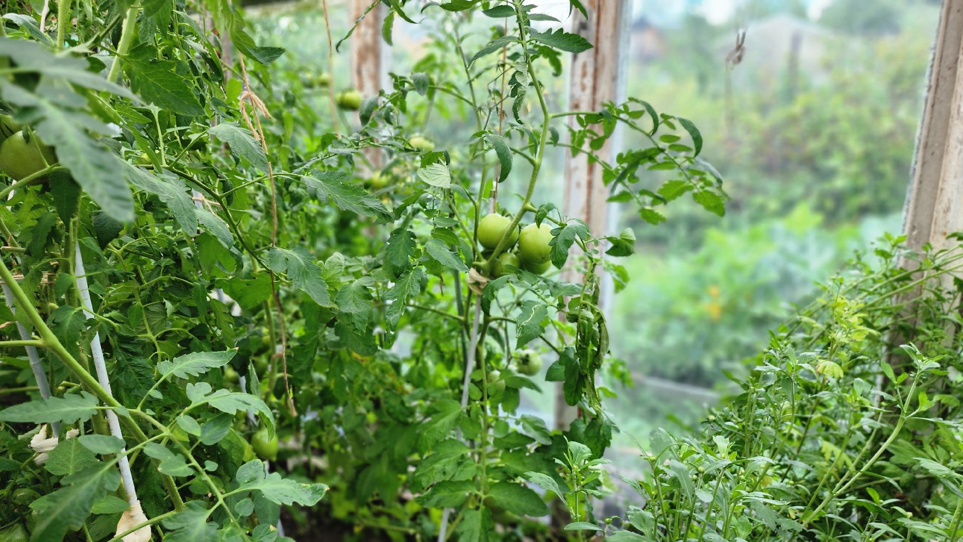 День дачника, огород, урожай, Домодедово,