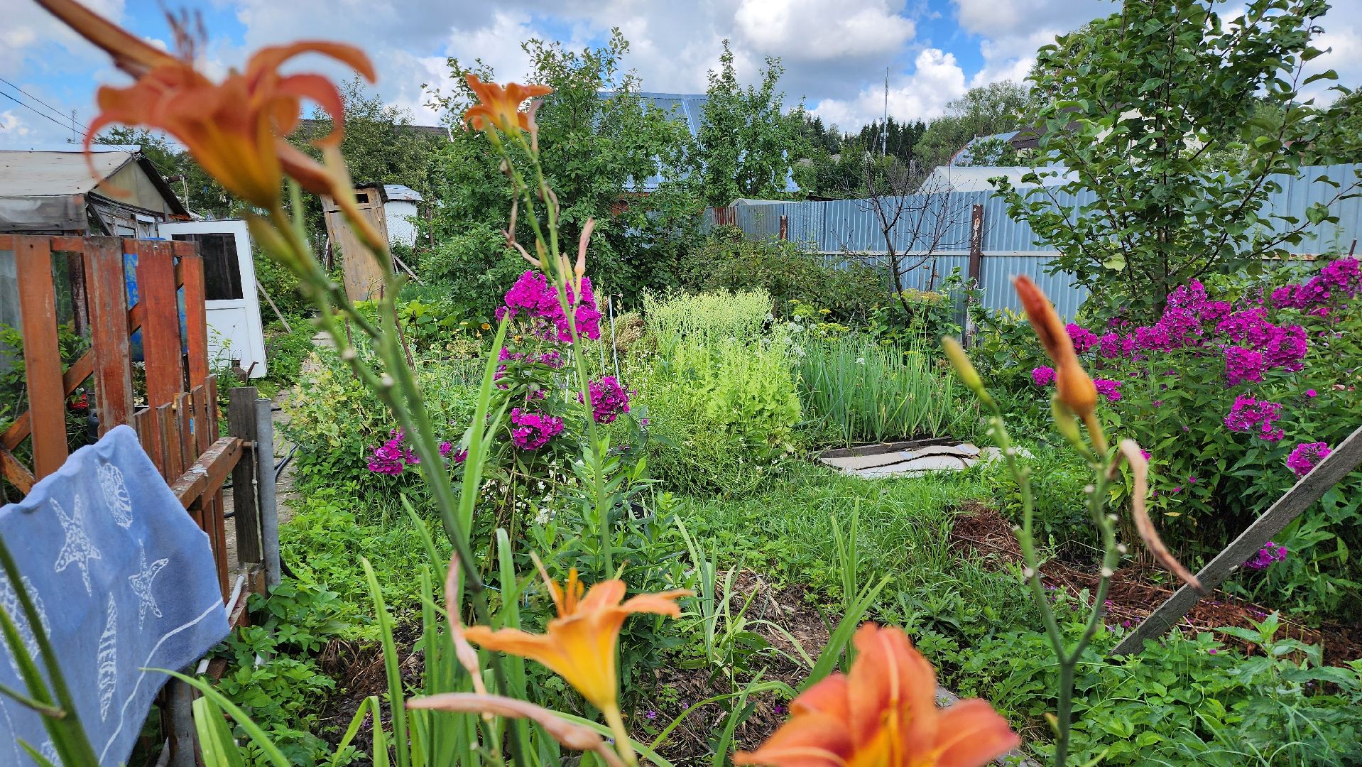 День дачника, огород, урожай, Домодедово,