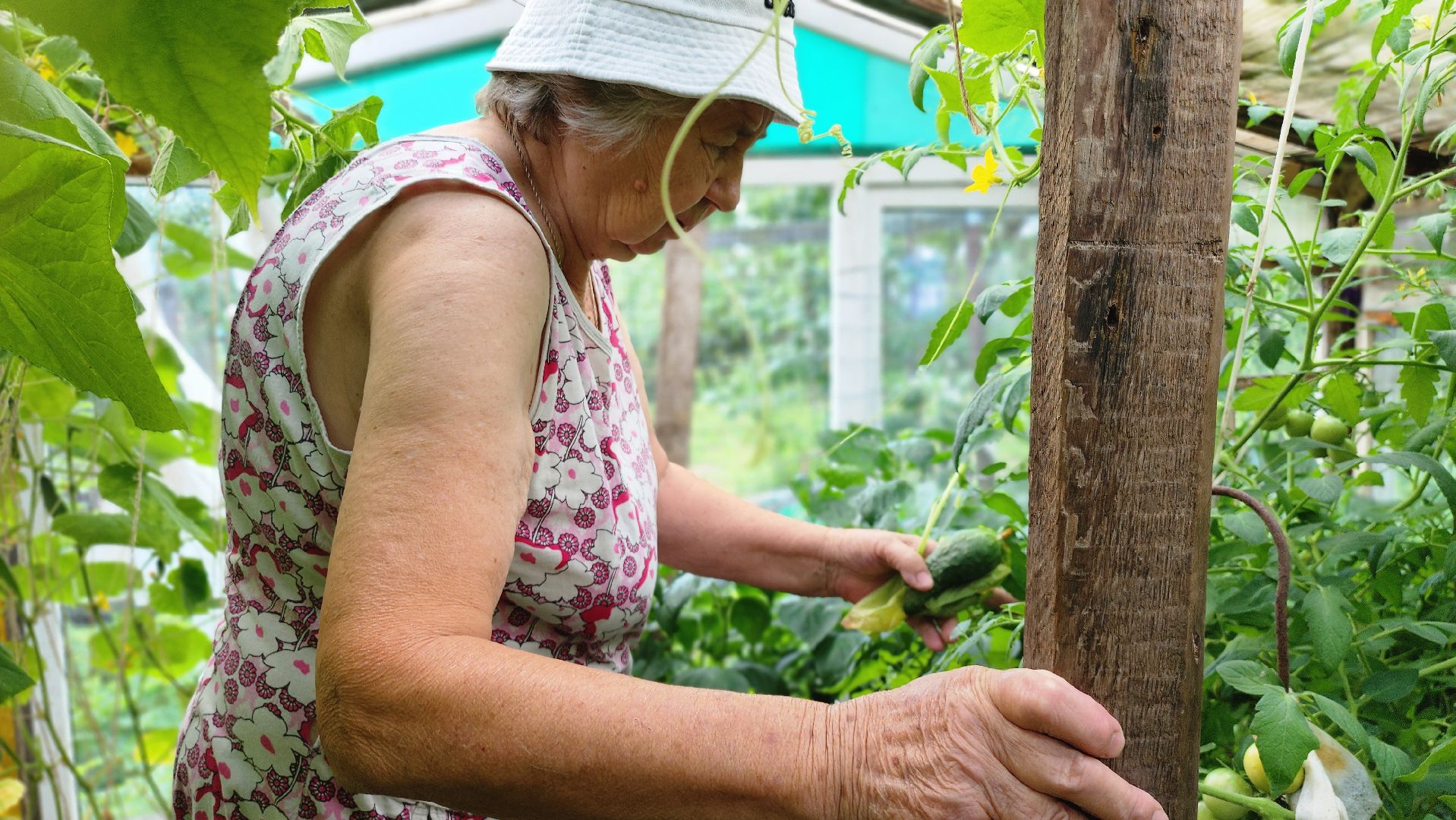 День дачника, огород, урожай, Домодедово,