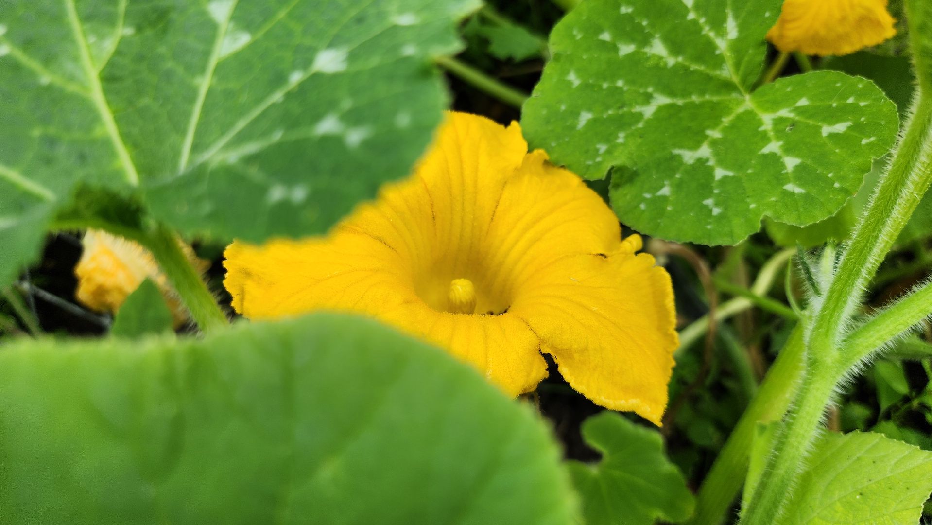 День дачника, огород, урожай, Домодедово,