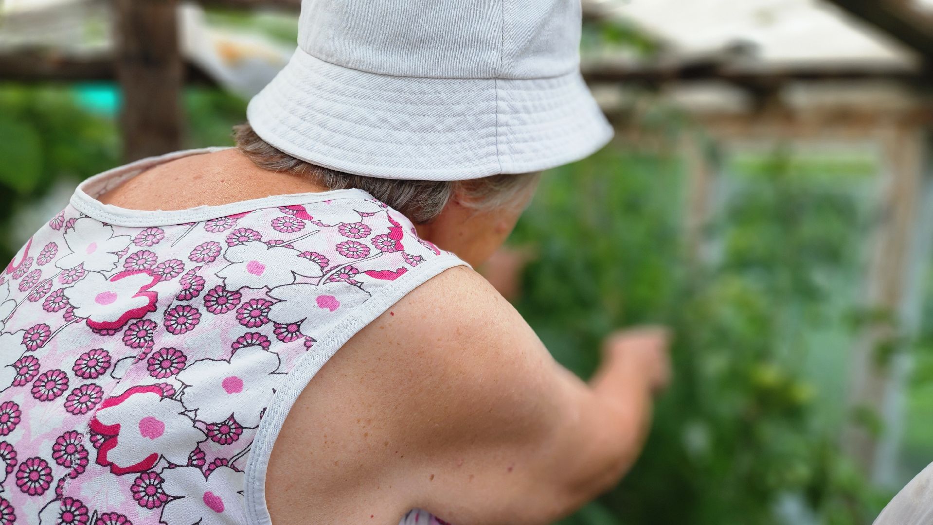 День дачника, огород, урожай, Домодедово,