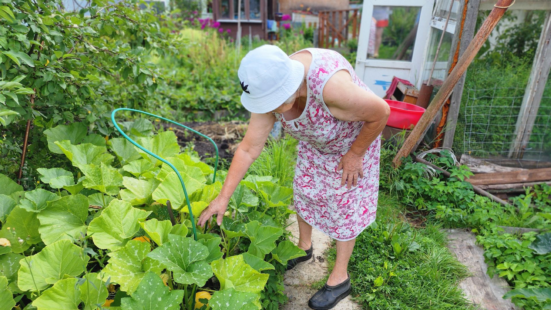 День дачника, огород, урожай, Домодедово,