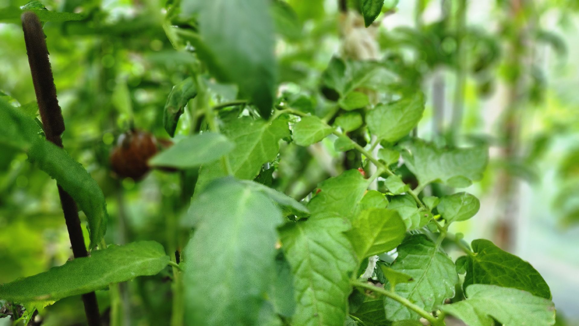 День дачника, огород, урожай, Домодедово,