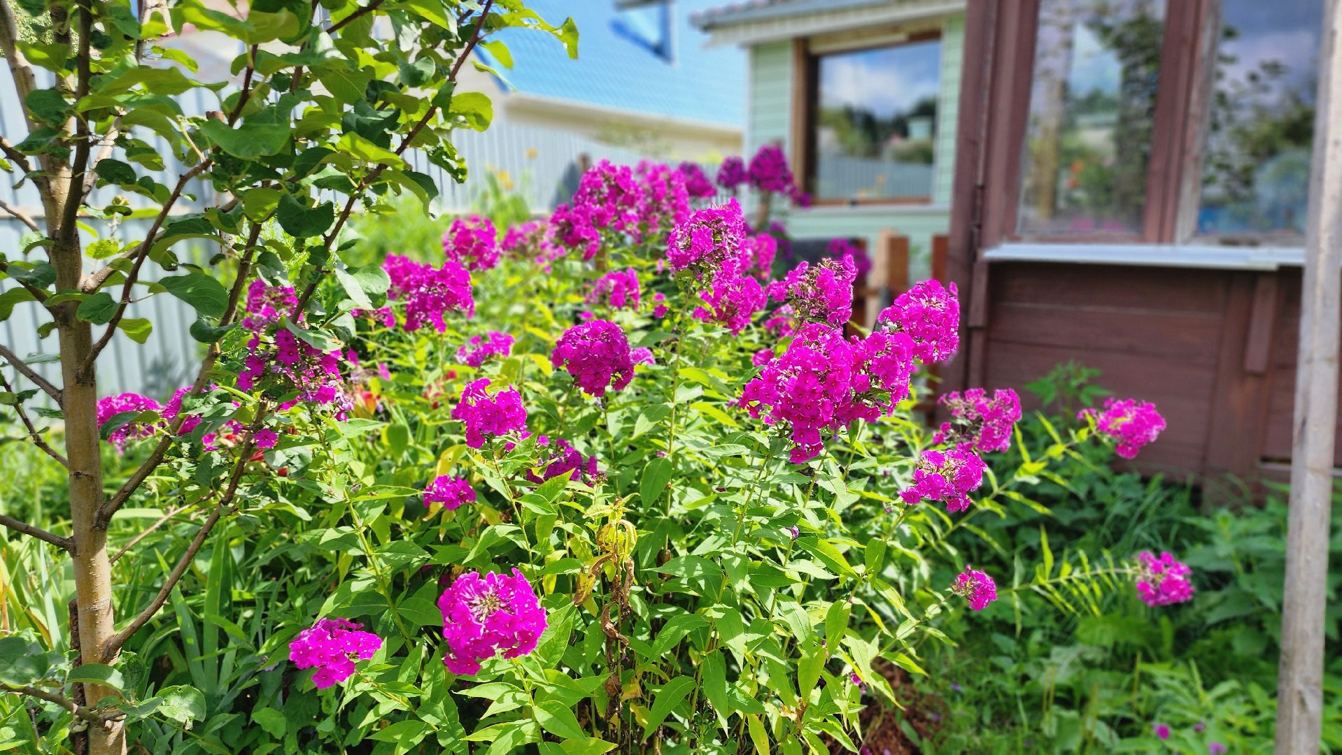 День дачника, огород, урожай, Домодедово,