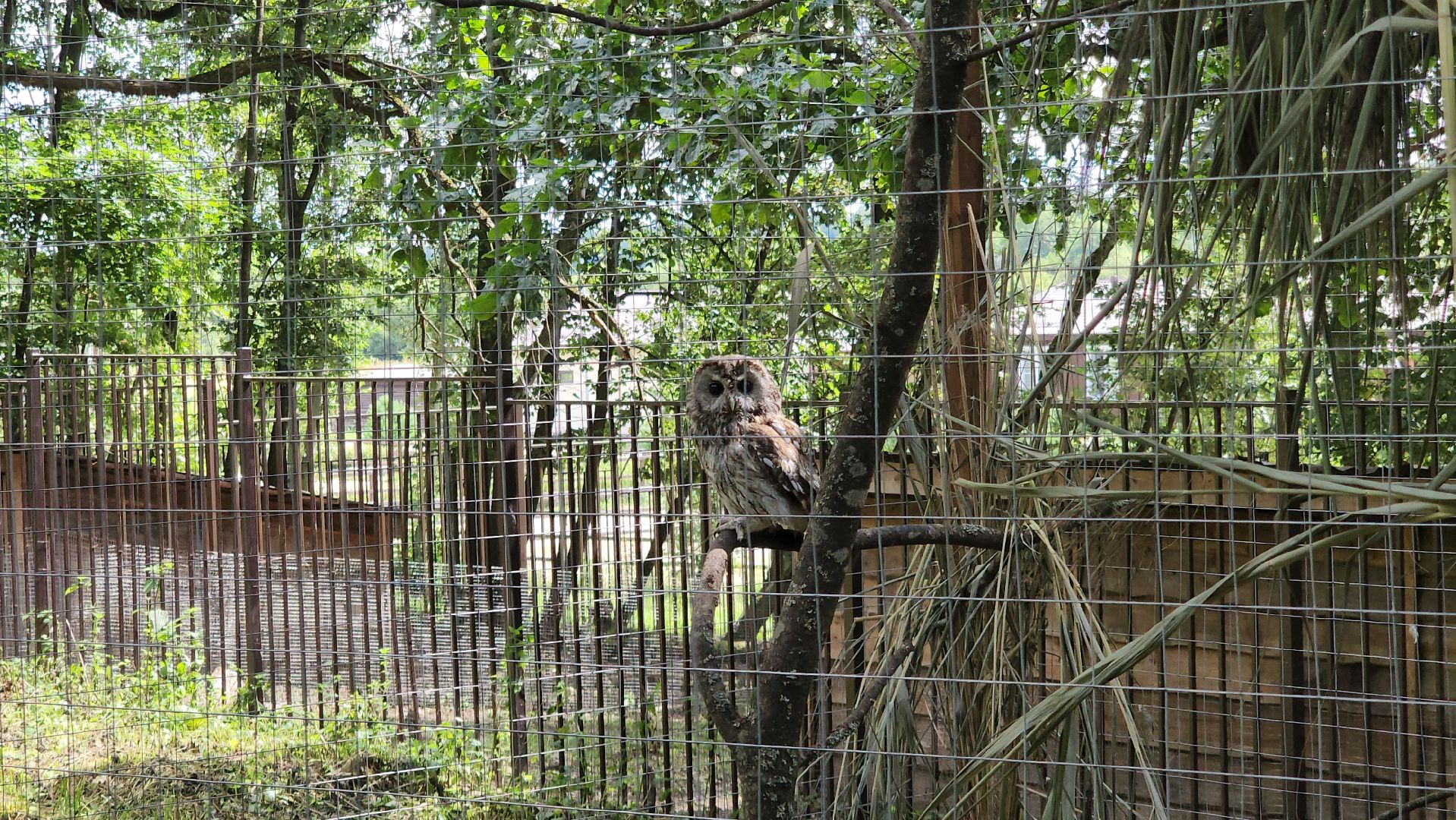 серпухов, подмосковье, бунин ручей, экоферма, спасли сову,
