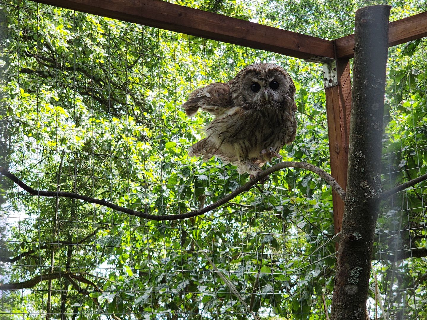 серпухов, подмосковье, бунин ручей, экоферма, спасли сову,
