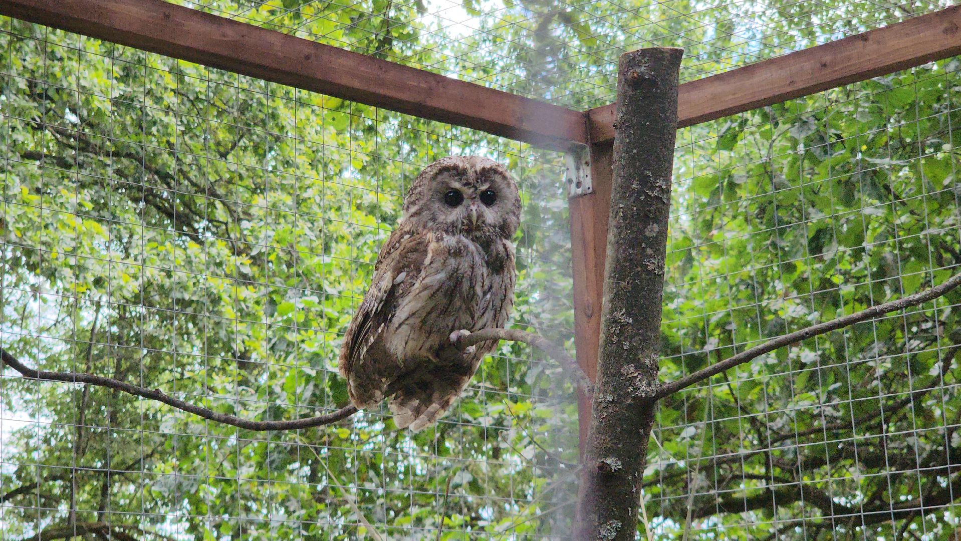 серпухов, подмосковье, бунин ручей, экоферма, спасли сову,