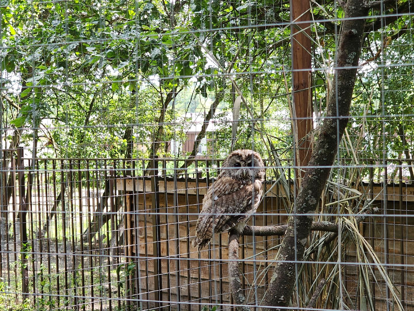 серпухов, подмосковье, бунин ручей, экоферма, спасли сову,