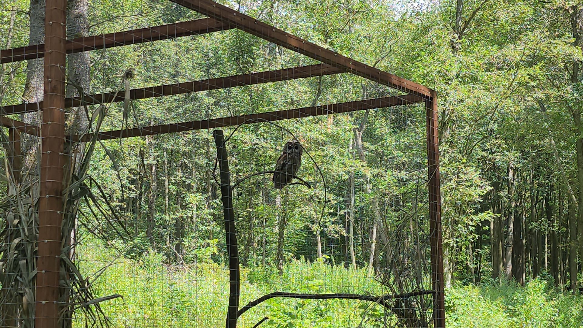 серпухов, подмосковье, бунин ручей, экоферма, спасли сову,