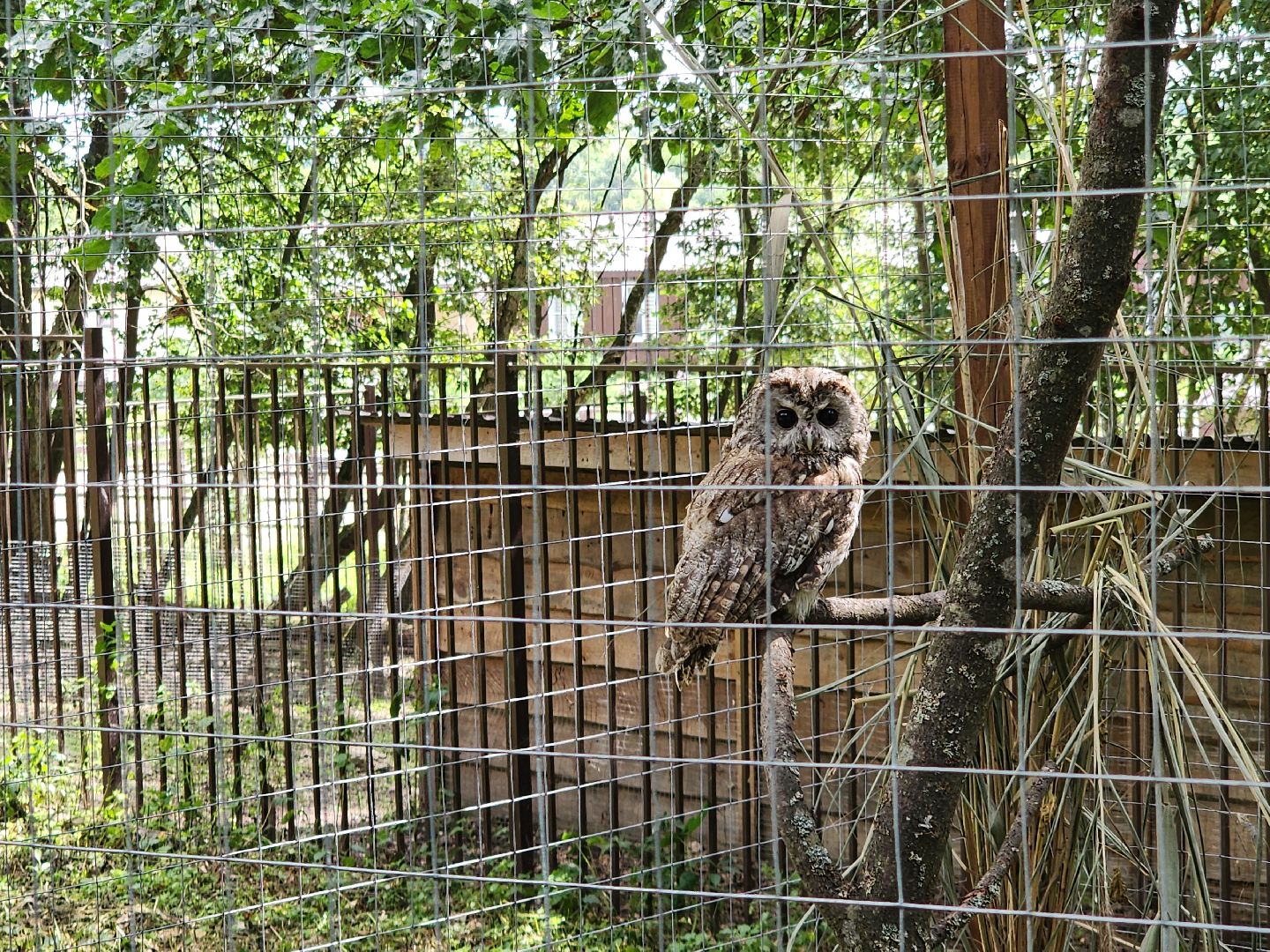 серпухов, подмосковье, бунин ручей, экоферма, спасли сову,