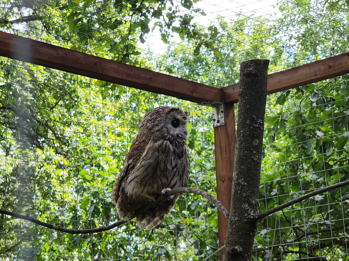 серпухов, подмосковье, бунин ручей, экоферма, спасли сову,