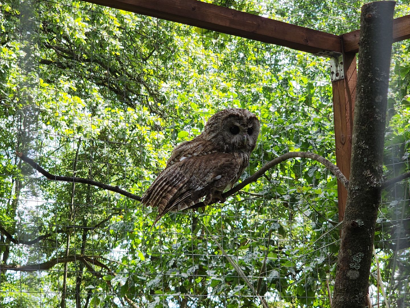 серпухов, подмосковье, бунин ручей, экоферма, спасли сову,