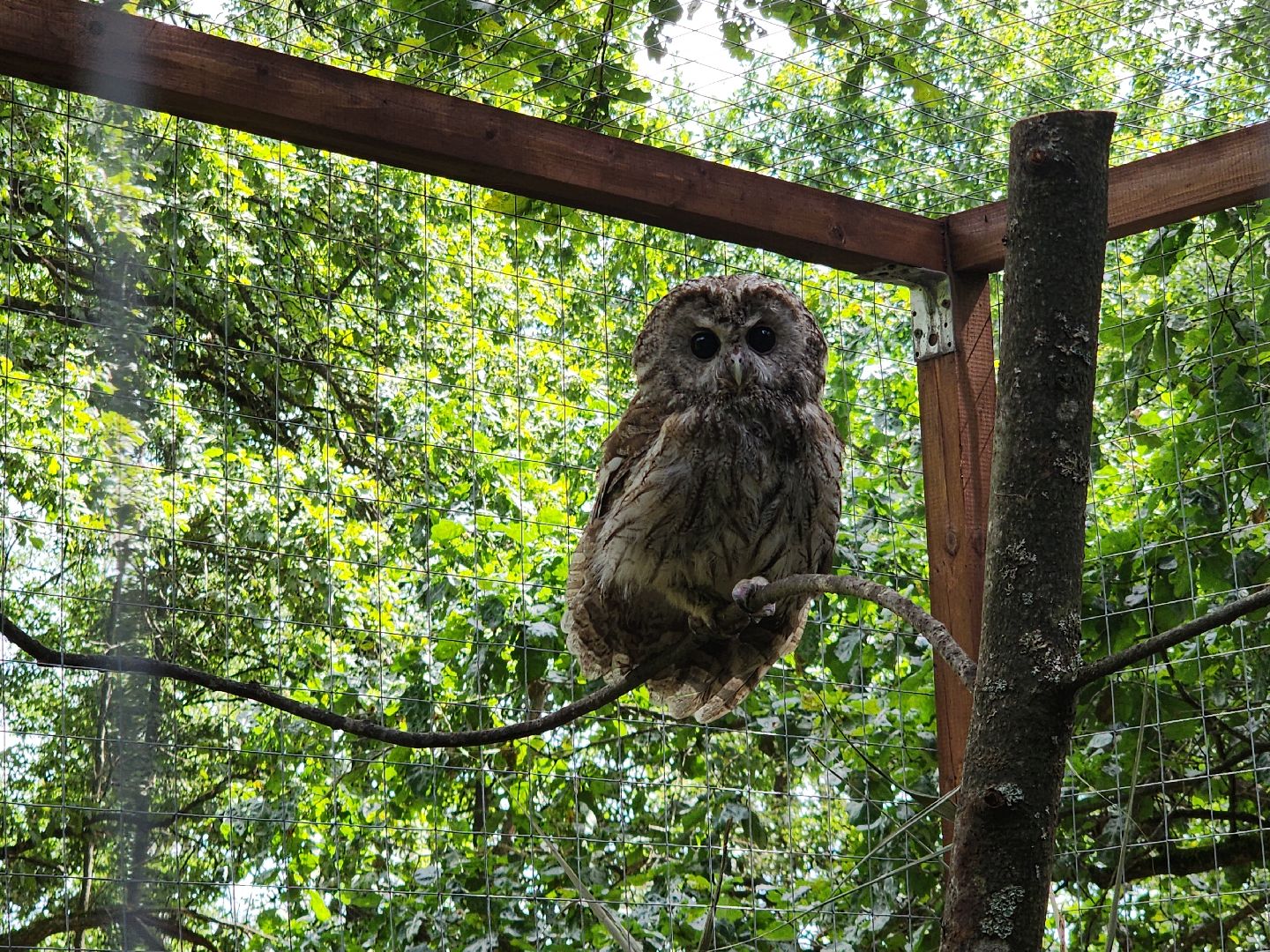 серпухов, подмосковье, бунин ручей, экоферма, спасли сову,