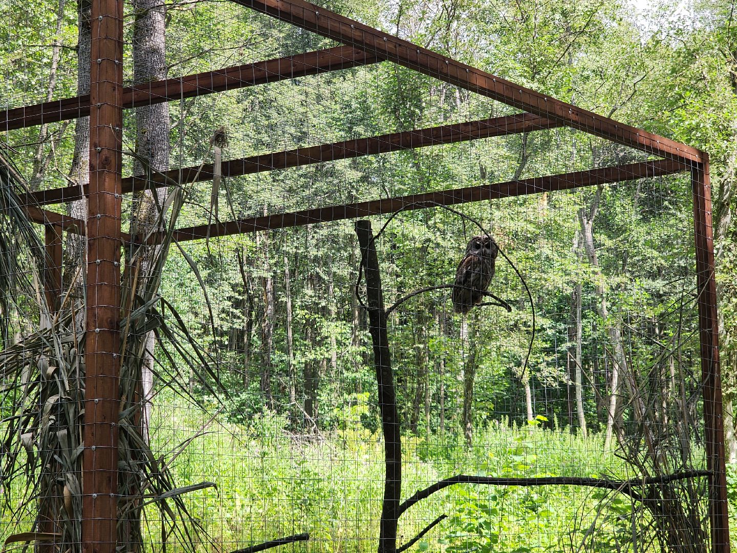 серпухов, подмосковье, бунин ручей, экоферма, спасли сову,