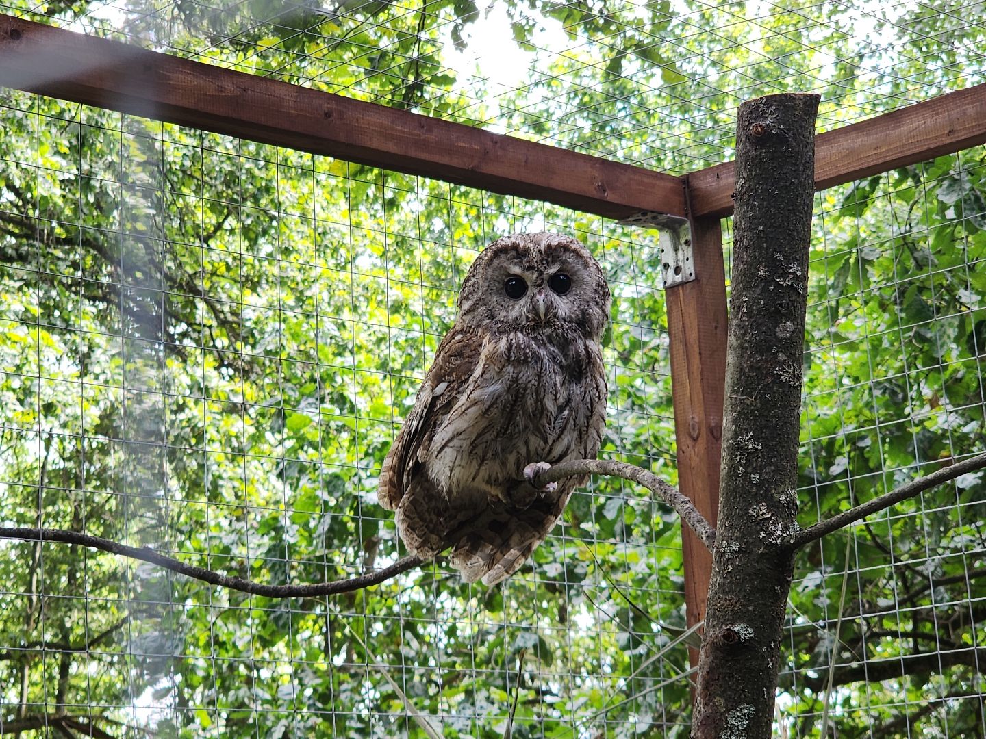 серпухов, подмосковье, бунин ручей, экоферма, спасли сову,
