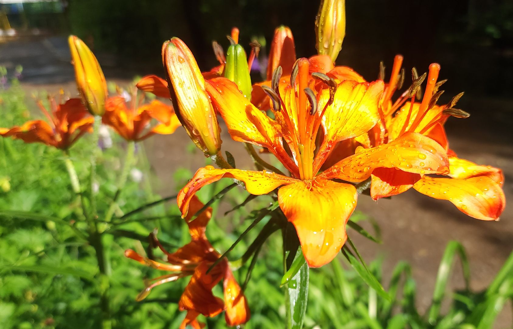 Звенигород, Люди, Свадьба в Подмосковье,