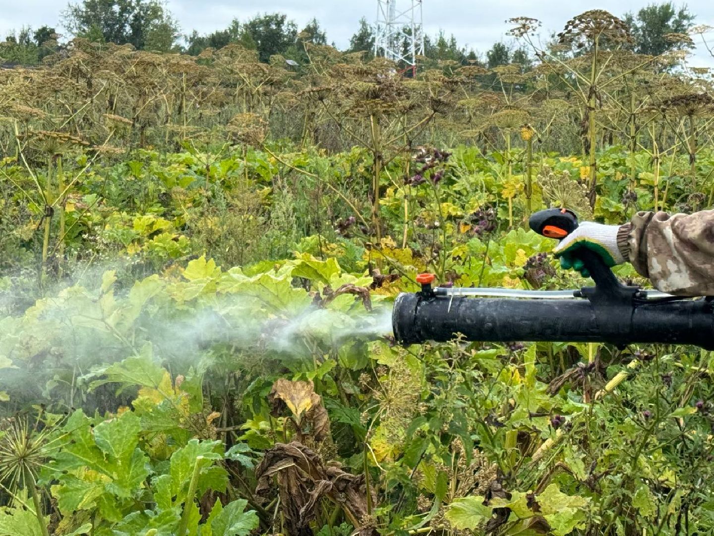 можайск, можайский городской округ, подмосковье, борщевик, борщевик сосновского, борьба с борщевиком, экология,