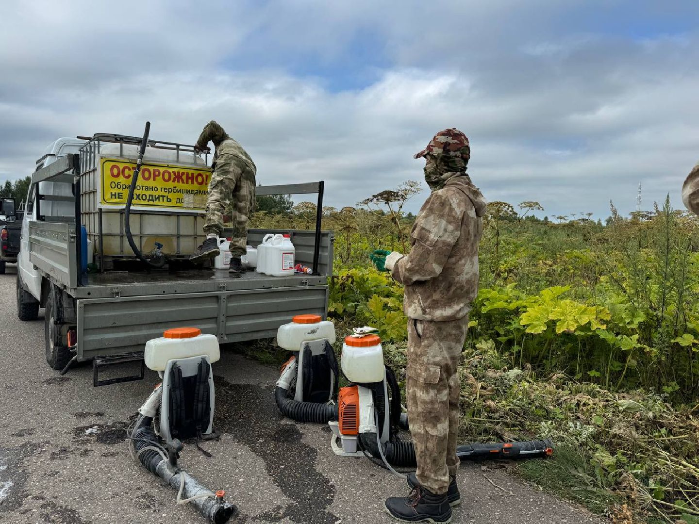 можайск, можайский городской округ, подмосковье, борщевик, борщевик сосновского, борьба с борщевиком, экология,