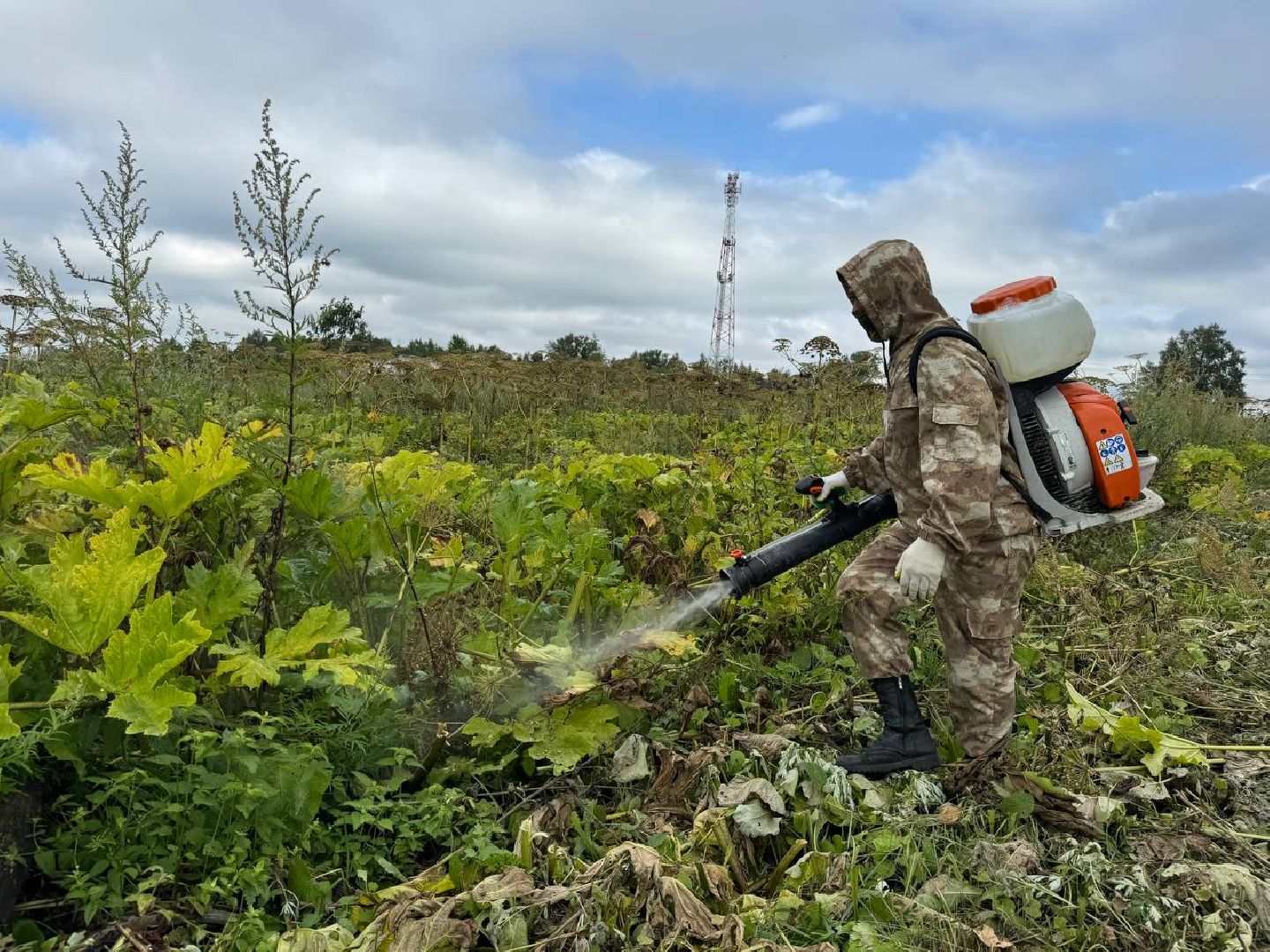 можайск, можайский городской округ, подмосковье, борщевик, борщевик сосновского, борьба с борщевиком, экология,