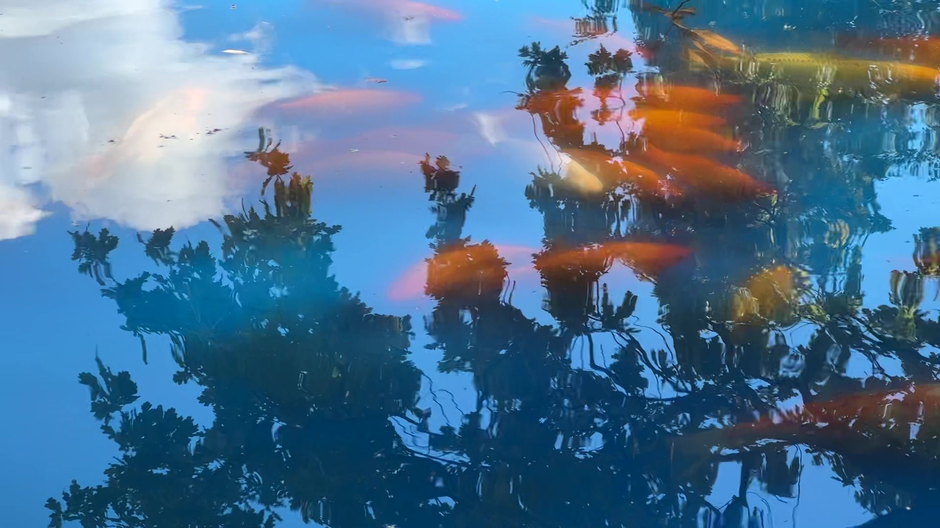 Реутов, карпы, рыбы, пруд, парк, переезд,